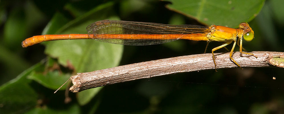 Ceriagrion glabrum